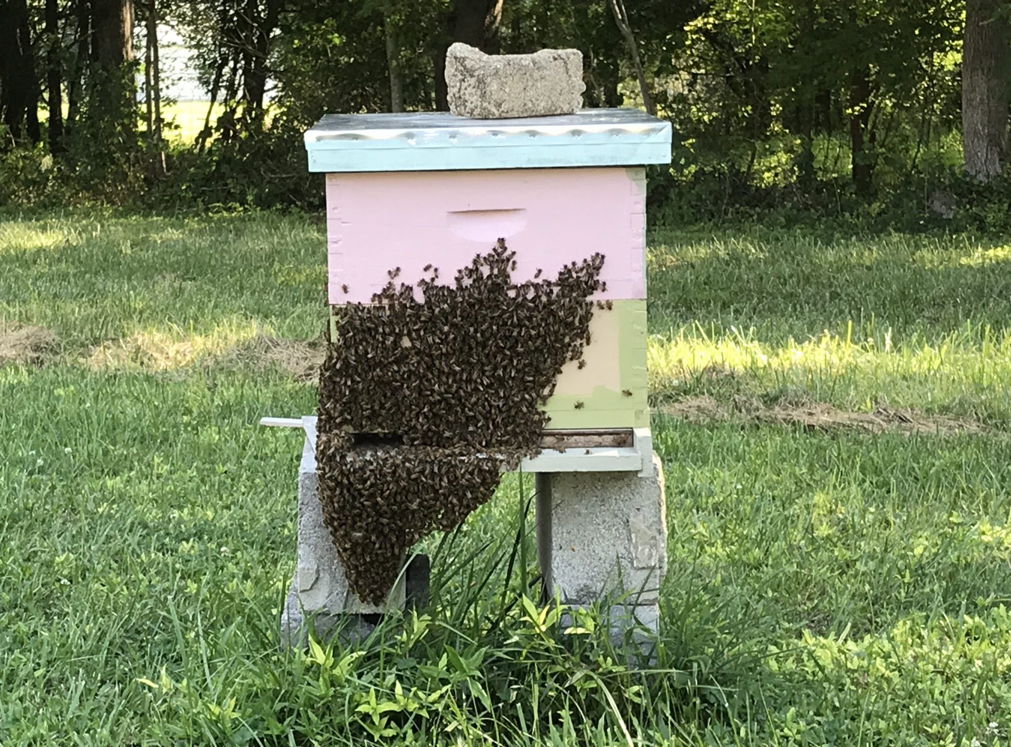 Ashland Beekeepers Association
