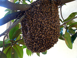 Swarm on a tree limb