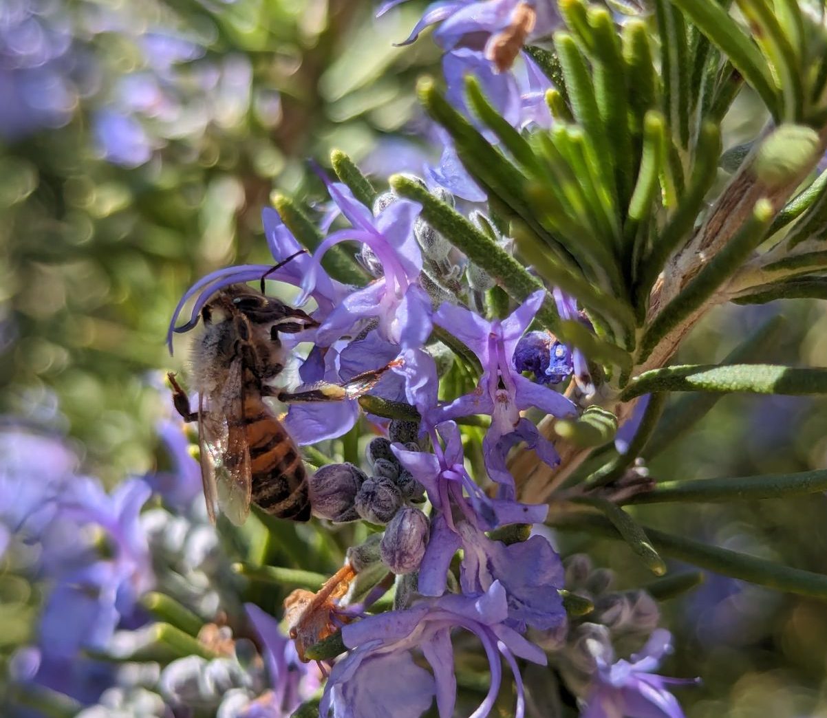 Ashland Beekeepers Association